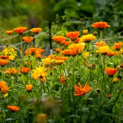 Blumensamen * Saat & Gut Saatgutset im Holzkästchen