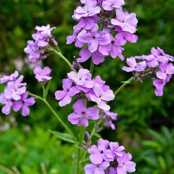 Blumensamen * Saat & Gut Saatgutset im Holzkästchen