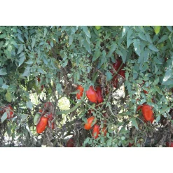 Obst & Gemüse * Manufactum San-Marzano-Tomaten