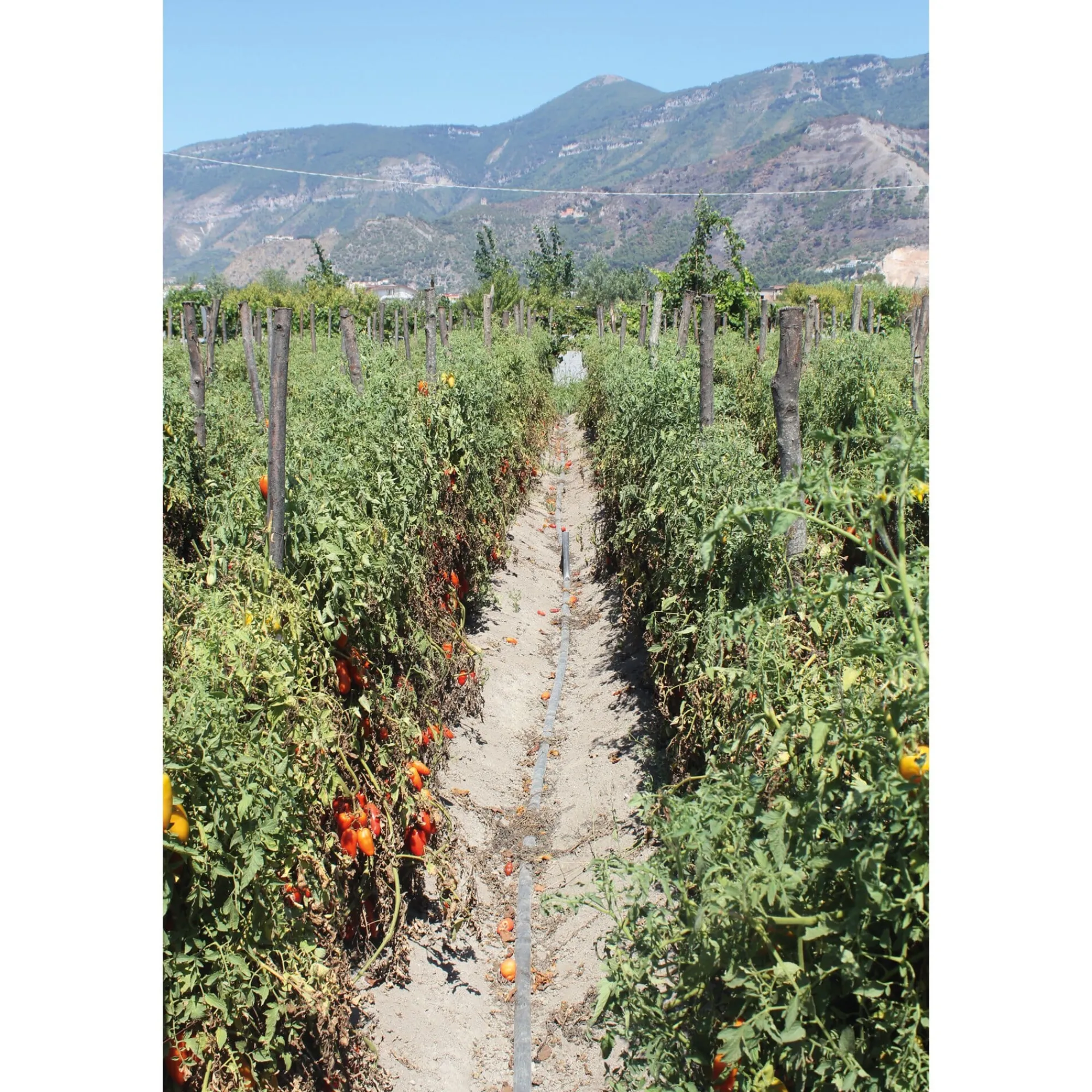 Obst & Gemüse * Manufactum San-Marzano-Tomaten