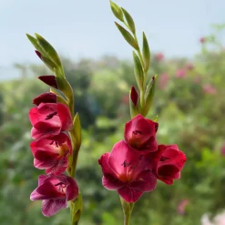 Zwiebelblumen & Knollenpflanzen * Nijssen Tuin & Bulbs Schmetterlingsgladiole