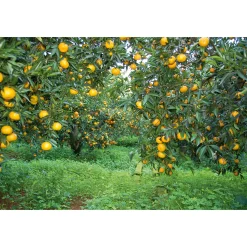 Konfitüre * Consorzio il Tardivo di Ciaculli Sizilianischer Mandarinenfruchtaufstrich