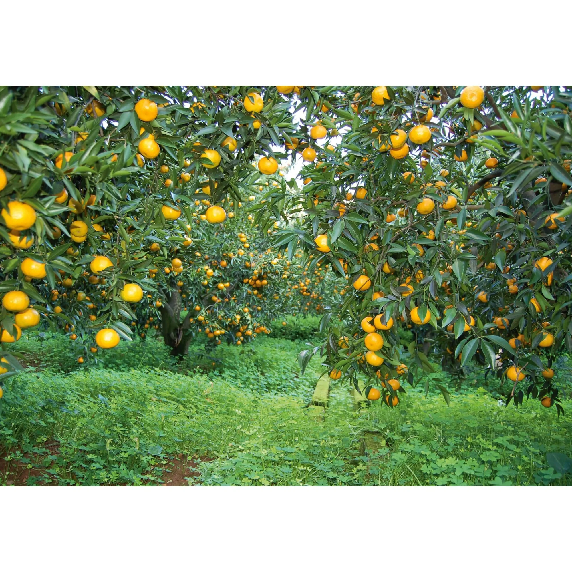 Konfitüre * Consorzio il Tardivo di Ciaculli Sizilianischer Mandarinenfruchtaufstrich