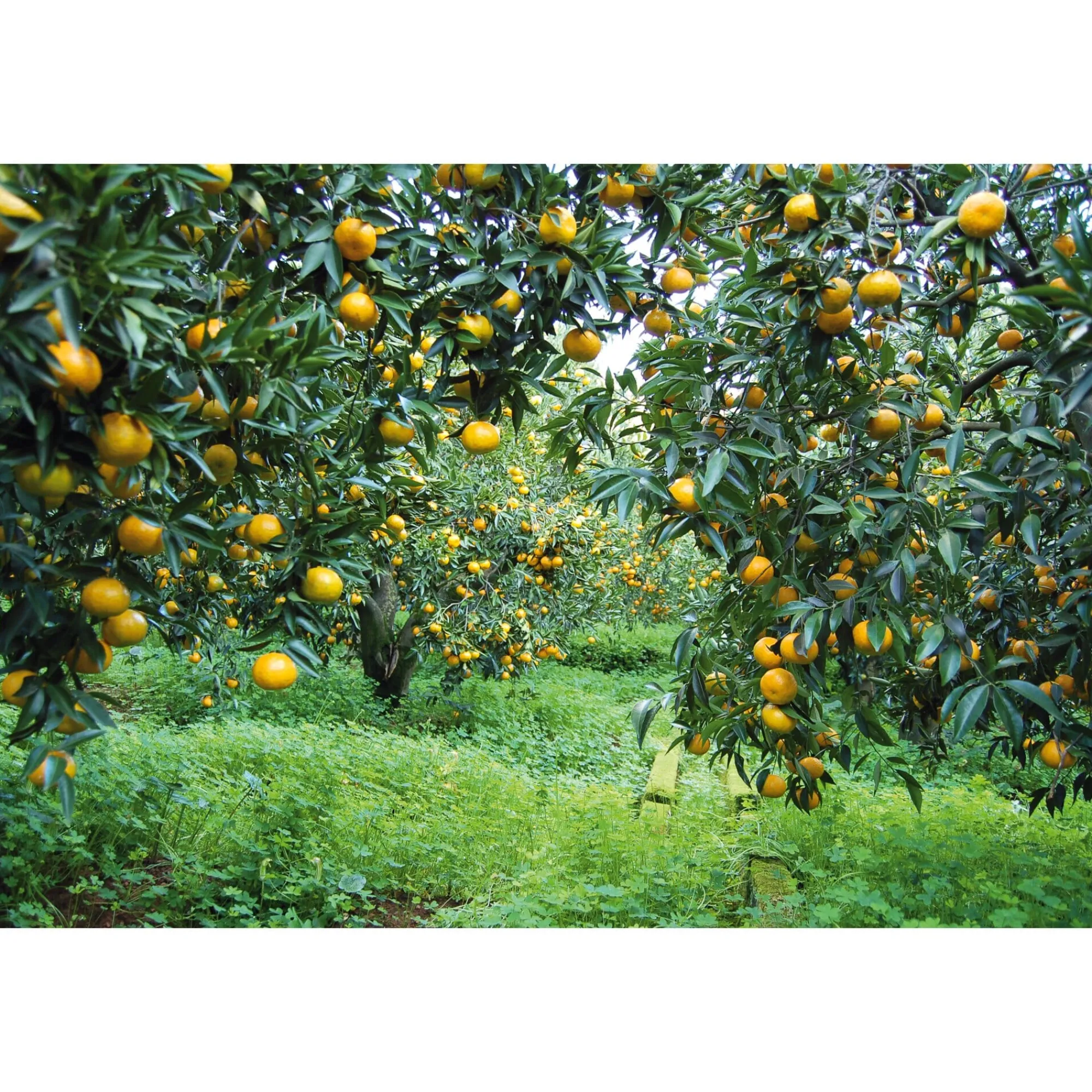 Konfitüre * Consorzio il Tardivo di Ciaculli Sizilianischer Mandarinenfruchtaufstrich