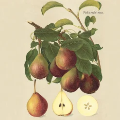 Obstgehölze * Martin Müller Baumschulen Sommerbirne 'Petersbirne'