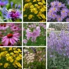 Stauden * Staudengärtnerei Gaissmayer Stauden für (Wild-)Bienen und Schmetterlinge
