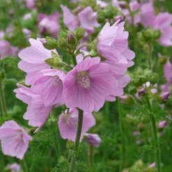 Stauden * Staudengärtnerei Gaissmayer Stauden für (Wild-)Bienen und Schmetterlinge