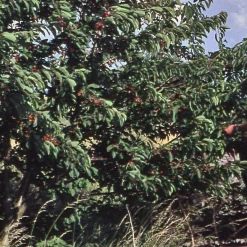 Obstgehölze * Manufactum Strauchkirsche 'Rotes Wunder'