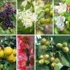 Obstgehölze * Manufactum Strauchpaket Wildfruchthecke 2