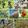 Stauden|Ziergehölze * Manufactum Strauchpaket Wildfruchthecke 1