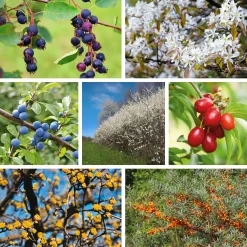 Stauden|Ziergehölze * Manufactum Strauchpaket Wildfruchthecke 1