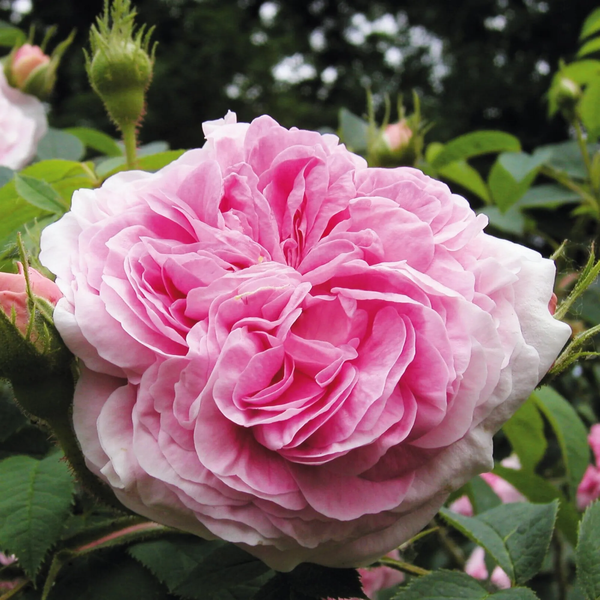 Rosen * Rosenhof Schultheis Strauchrose 'Königin von Dänemark'