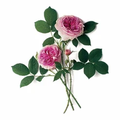 Rosen * Rosenhof Schultheis Strauchrose 'Königin von Dänemark'