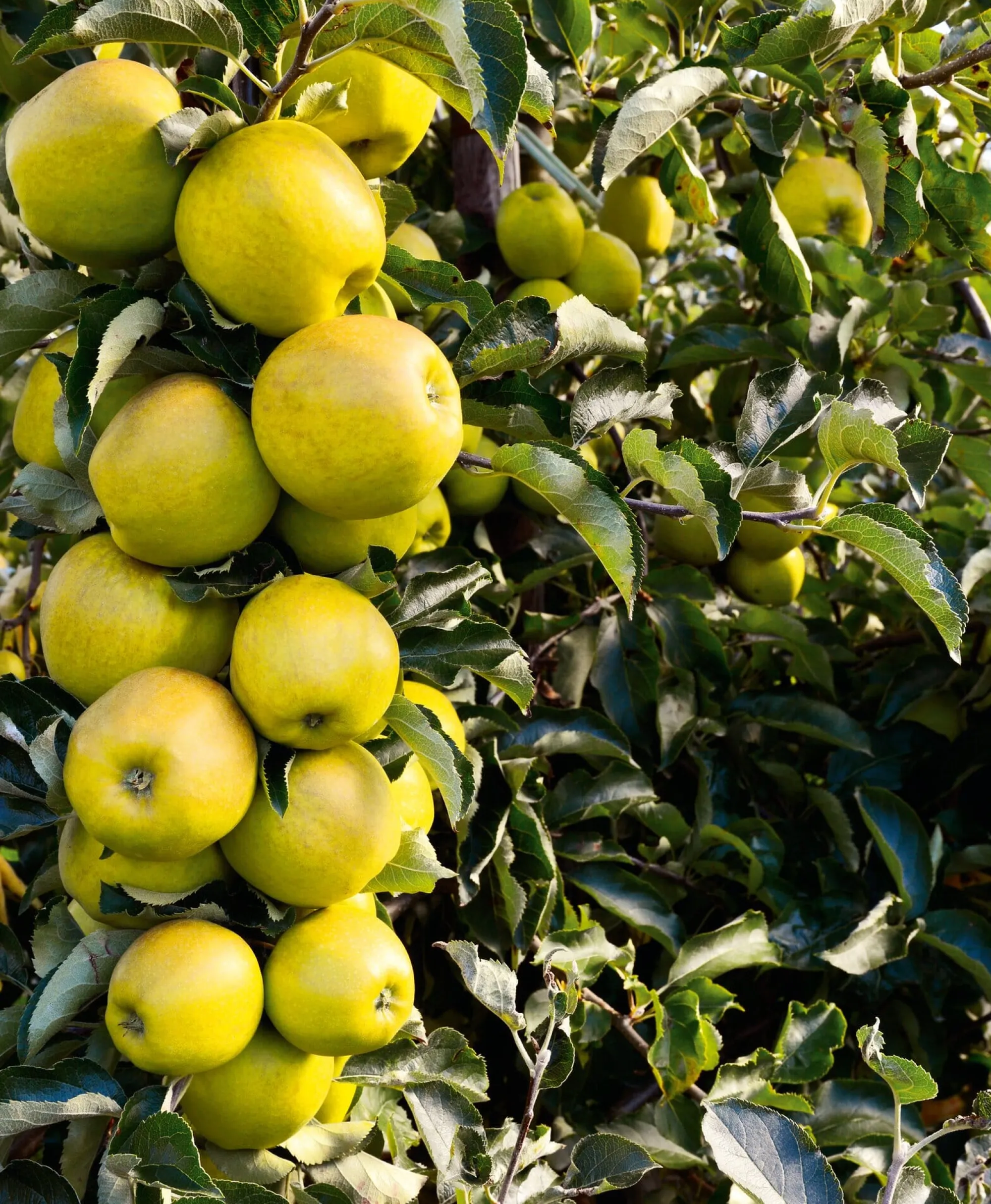 Obstgehölze * Martin Müller Baumschulen Säulenapfel 'Ananasrenette'