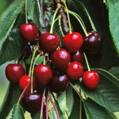 Obstgehölze * Martin Müller Baumschulen Säulenkirsche 'Victoria'