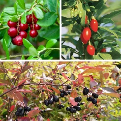 Obstgehölze * Martin Müller Baumschulen Superfood-Beerenpaket (3 Arten)