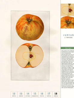 Wandkalender|Zeitplaner & Kalender * Jan Thorbecke Verlag Thorbecke Apfel-Kalender 2026
