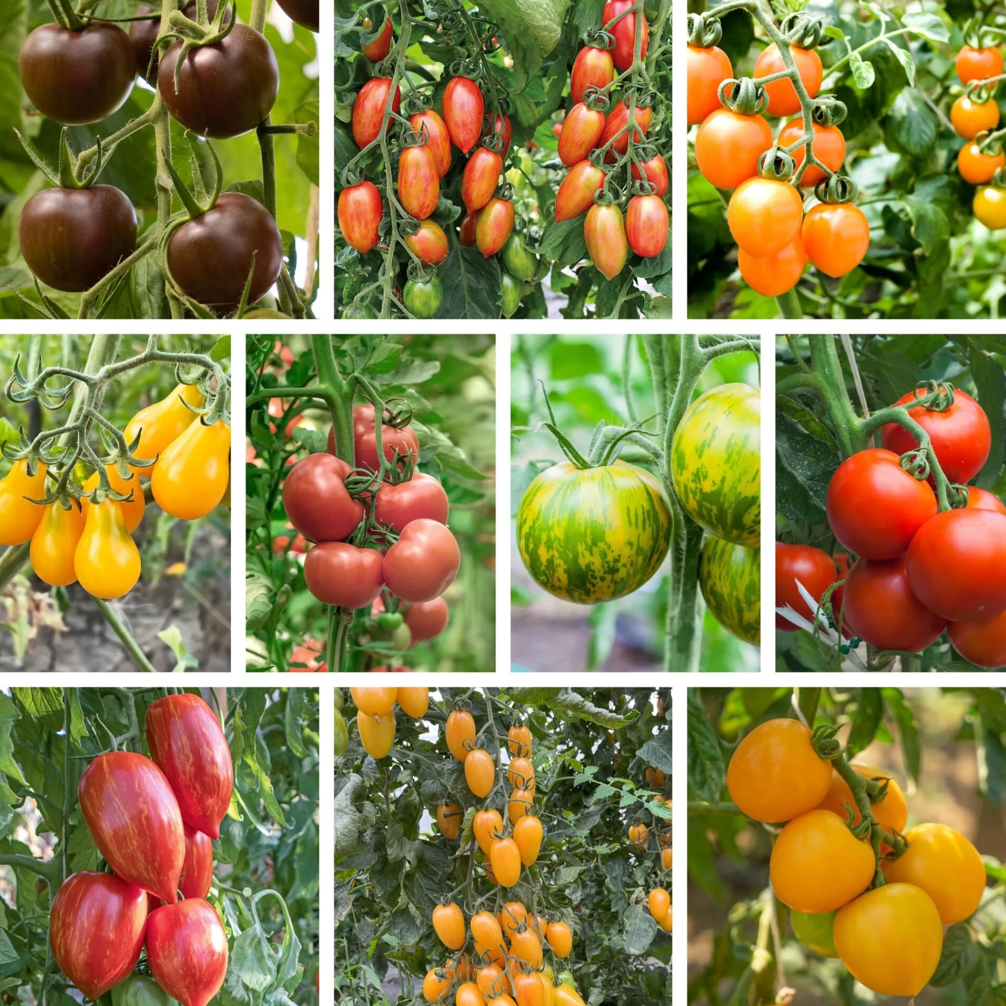 Gemüsesamen|Gemüsepflanzen * Bio-Jungpflanzen Wunderlich Tomatenjungpflanzen