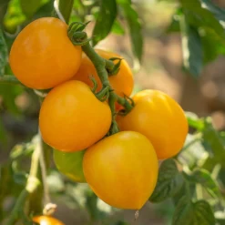 Gemüsesamen|Gemüsepflanzen * Bio-Jungpflanzen Wunderlich Tomatenjungpflanzen