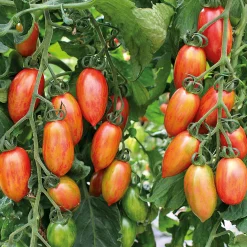 Gemüsesamen|Gemüsepflanzen * Bio-Jungpflanzen Wunderlich Tomatenjungpflanzen