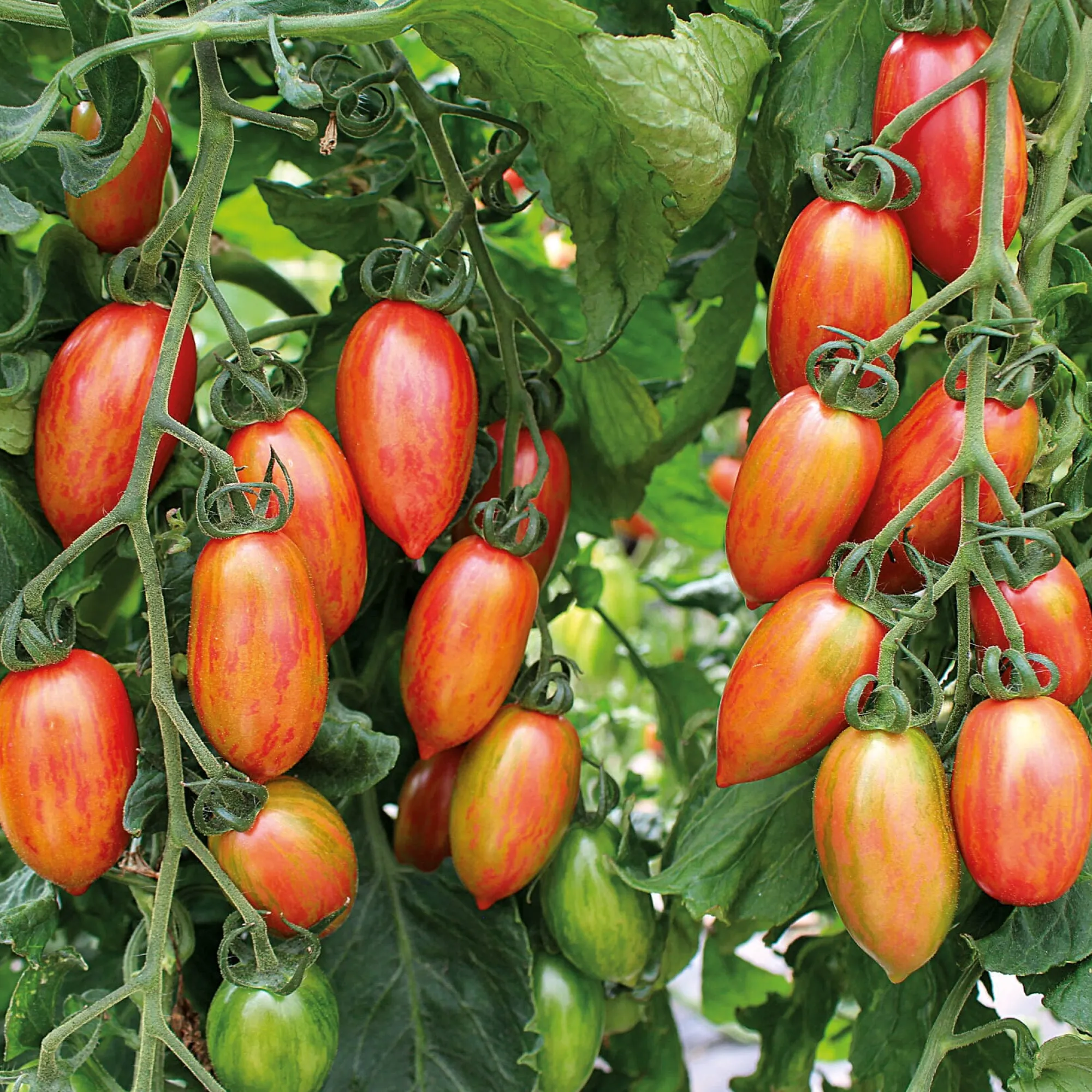 Gemüsesamen|Gemüsepflanzen * Bio-Jungpflanzen Wunderlich Tomatenjungpflanzen