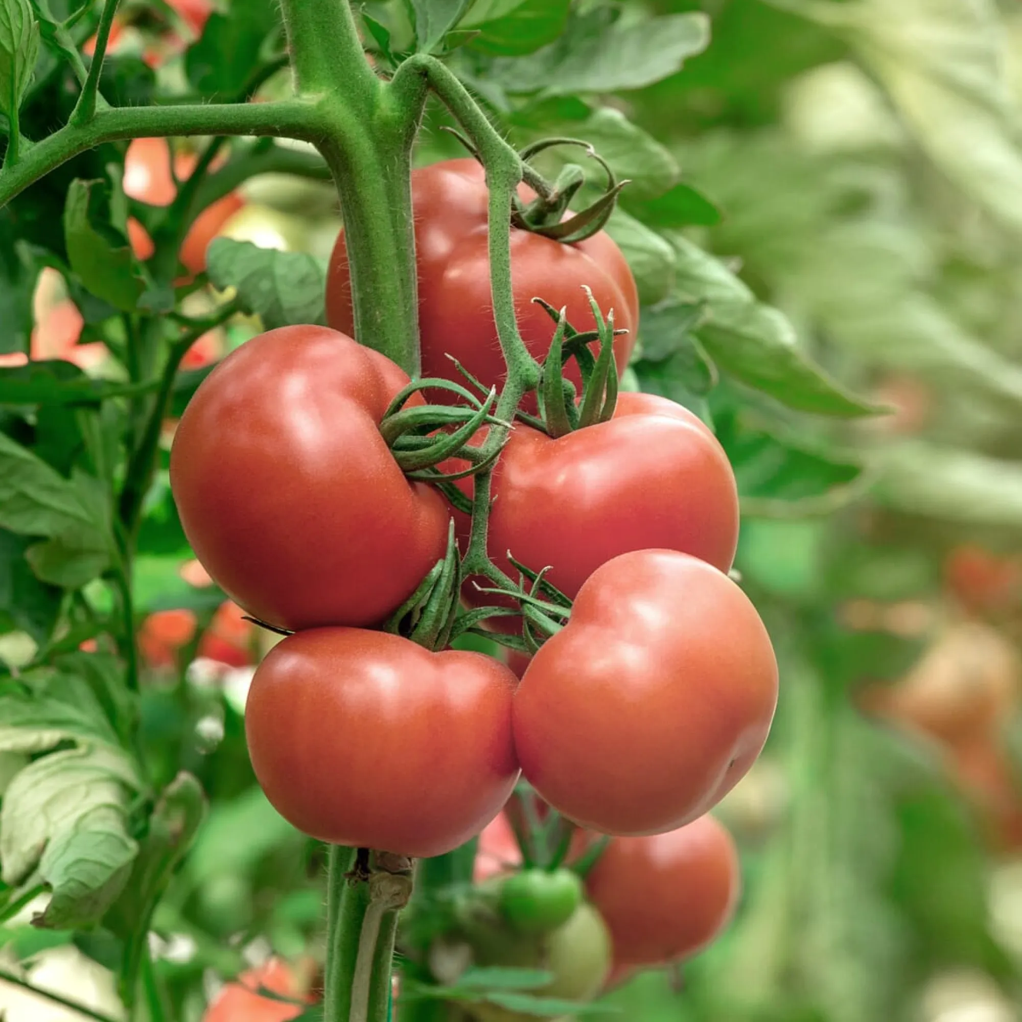 Gemüsesamen|Gemüsepflanzen * Bio-Jungpflanzen Wunderlich Tomatenjungpflanzen