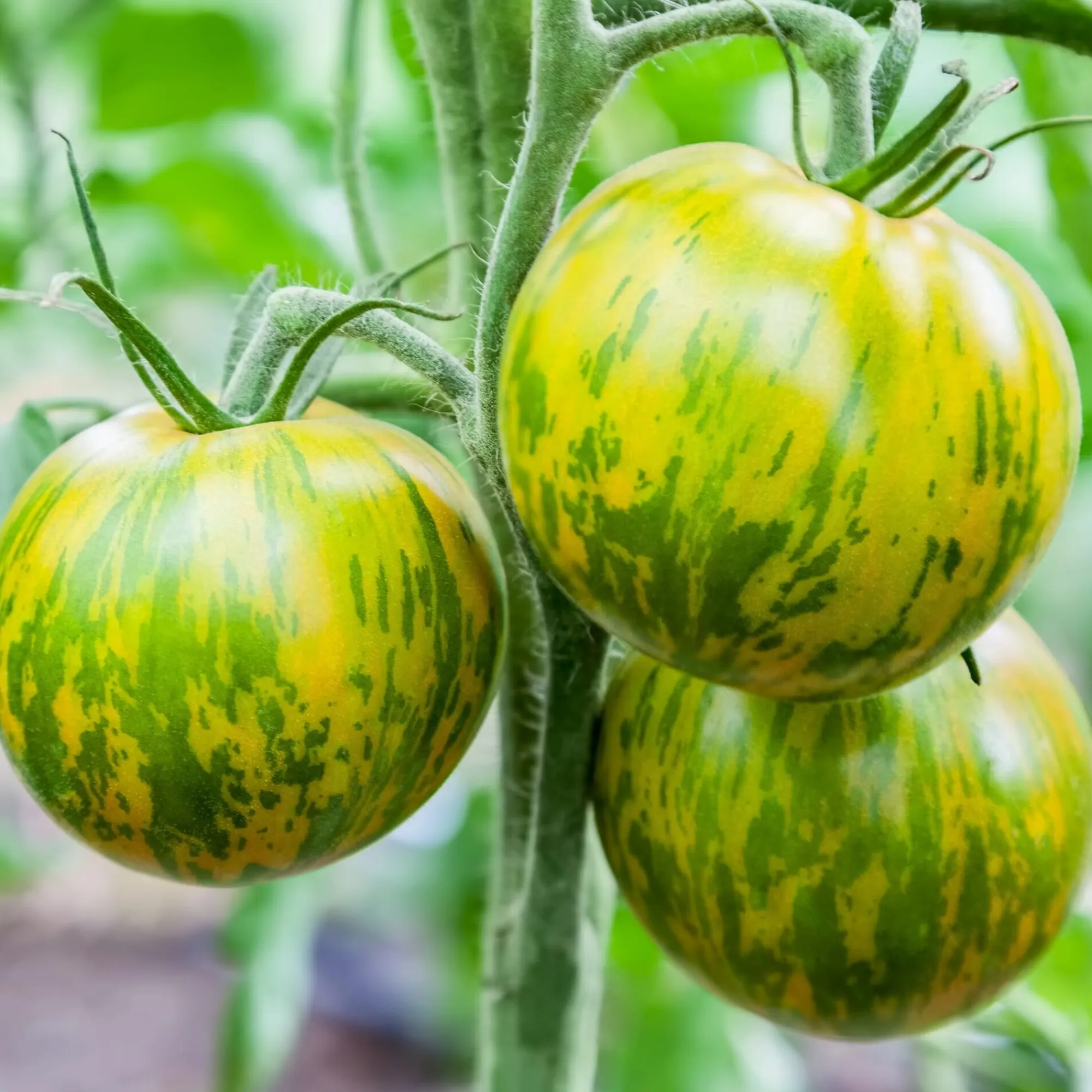 Gemüsesamen|Gemüsepflanzen * Bio-Jungpflanzen Wunderlich Tomatenjungpflanzen