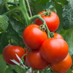 Gemüsesamen|Gemüsepflanzen * Bio-Jungpflanzen Wunderlich Tomatenjungpflanzen