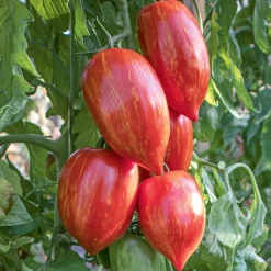 Gemüsesamen|Gemüsepflanzen * Bio-Jungpflanzen Wunderlich Tomatenjungpflanzen