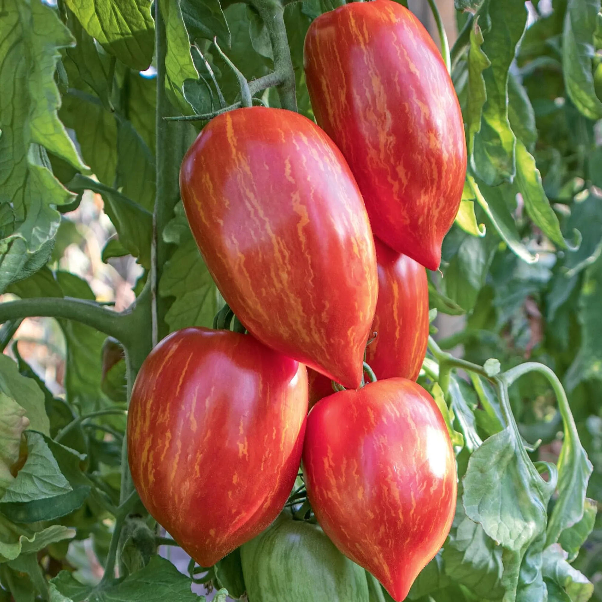 Gemüsesamen|Gemüsepflanzen * Bio-Jungpflanzen Wunderlich Tomatenjungpflanzen