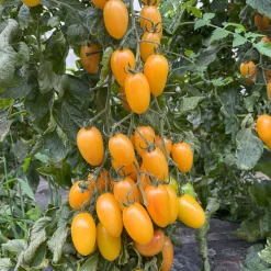 Gemüsesamen|Gemüsepflanzen * Bio-Jungpflanzen Wunderlich Tomatenjungpflanzen