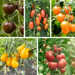 Gemüsesamen|Gemüsepflanzen * Bio-Jungpflanzen Wunderlich Tomatenjungpflanzen