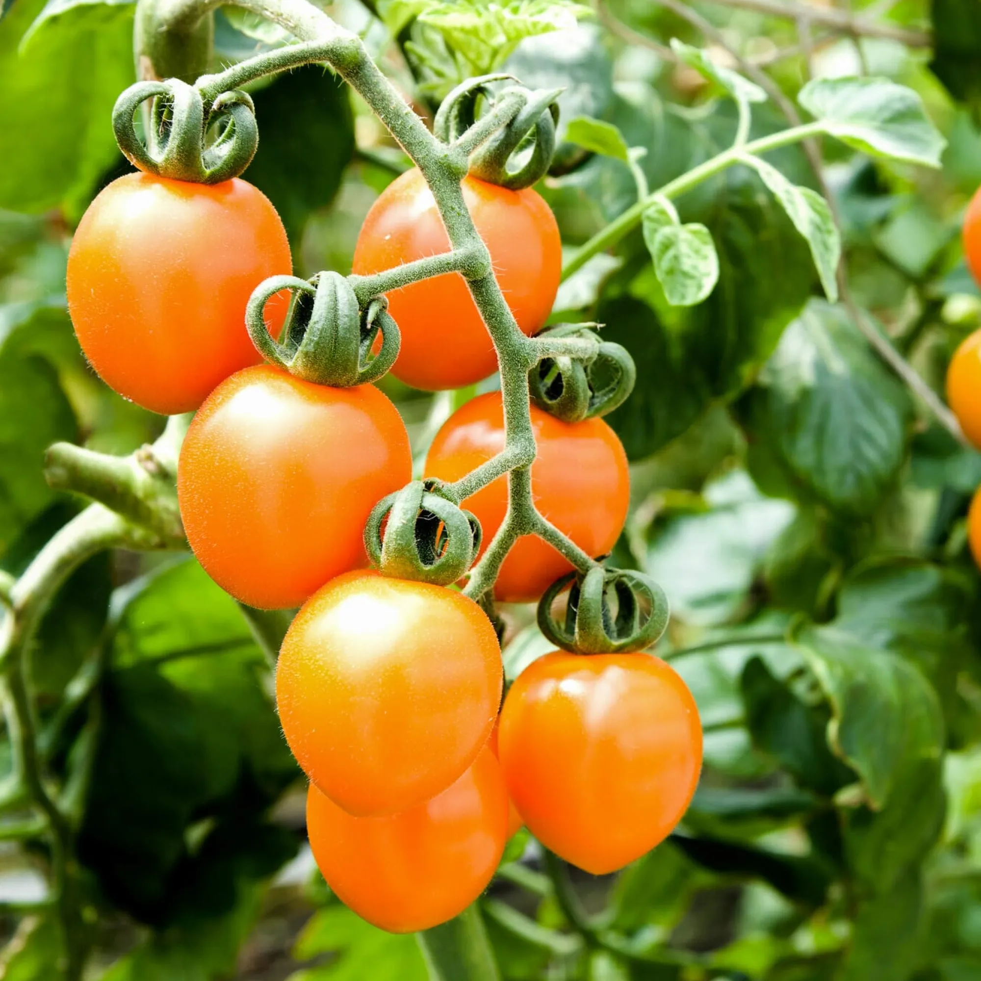 Gemüsesamen|Gemüsepflanzen * Bio-Jungpflanzen Wunderlich Tomatenjungpflanzen