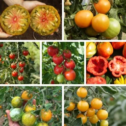 Gemüsesamen|Gemüsepflanzen * Culinaris – Saatgut für Lebensmittel Tomatensaatgut Besonders Wohlschmeckende Sorten