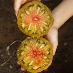 Gemüsesamen|Gemüsepflanzen * Culinaris – Saatgut für Lebensmittel Tomatensaatgut Besonders Wohlschmeckende Sorten