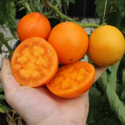 Gemüsesamen|Gemüsepflanzen * Culinaris – Saatgut für Lebensmittel Tomatensaatgut Bewährte Land- und Haussorten