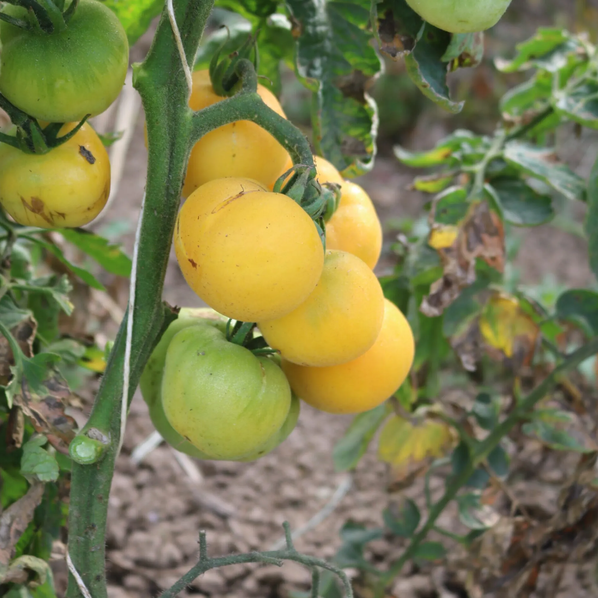 Gemüsesamen|Gemüsepflanzen * Culinaris – Saatgut für Lebensmittel Tomatensaatgut Bewährte Land- und Haussorten