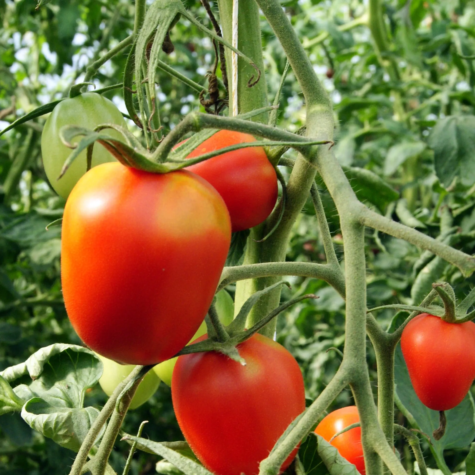 Gemüsesamen|Gemüsepflanzen * Culinaris – Saatgut für Lebensmittel Tomatensaatgut Bewährte Land- und Haussorten