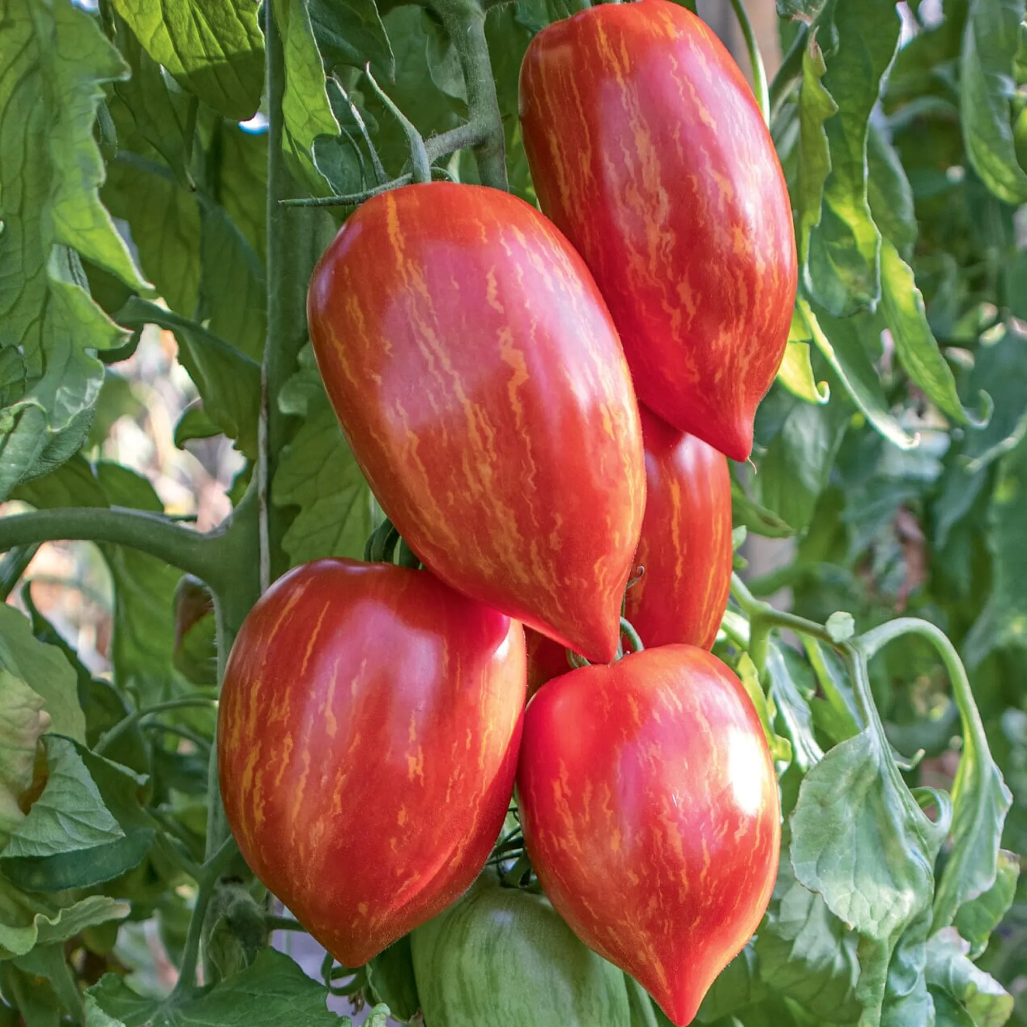 Gemüsesamen|Gemüsepflanzen * Culinaris – Saatgut für Lebensmittel Tomatensaatgut Bewährte Land- und Haussorten
