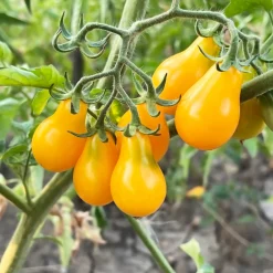 Gemüsesamen|Gemüsepflanzen * Culinaris – Saatgut für Lebensmittel Tomatensaatgut Bewährte Land- und Haussorten