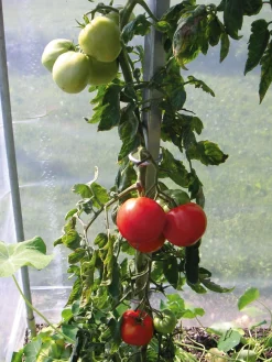 Rankgitter & Wuchshilfen * Brühwiler Maschinen Tomatenstab Stahl verzinkt
