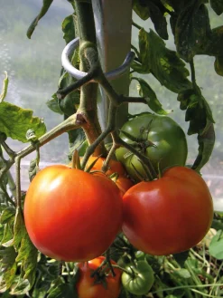 Rankgitter & Wuchshilfen * Brühwiler Maschinen Tomatenstab Stahl verzinkt