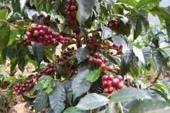 Kaffee|Espressokocher * Trinci Torrefazione di Caffè Trinci Espresso ganze Bohne