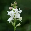 Zwiebelblumen & Knollenpflanzen * Nijssen Tuin & Bulbs Tuberose The Pearl
