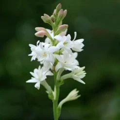 Zwiebelblumen & Knollenpflanzen * Nijssen Tuin & Bulbs Tuberose The Pearl