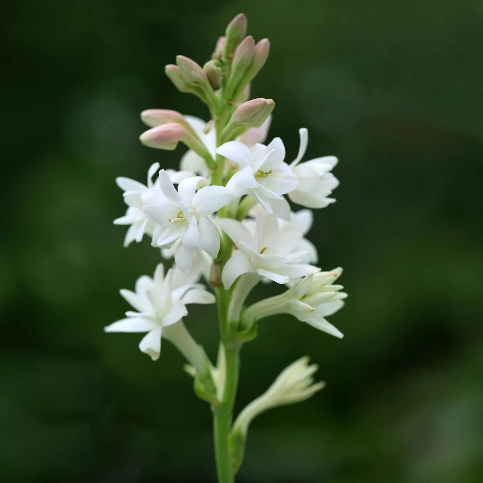 Zwiebelblumen & Knollenpflanzen * Nijssen Tuin & Bulbs Tuberose The Pearl