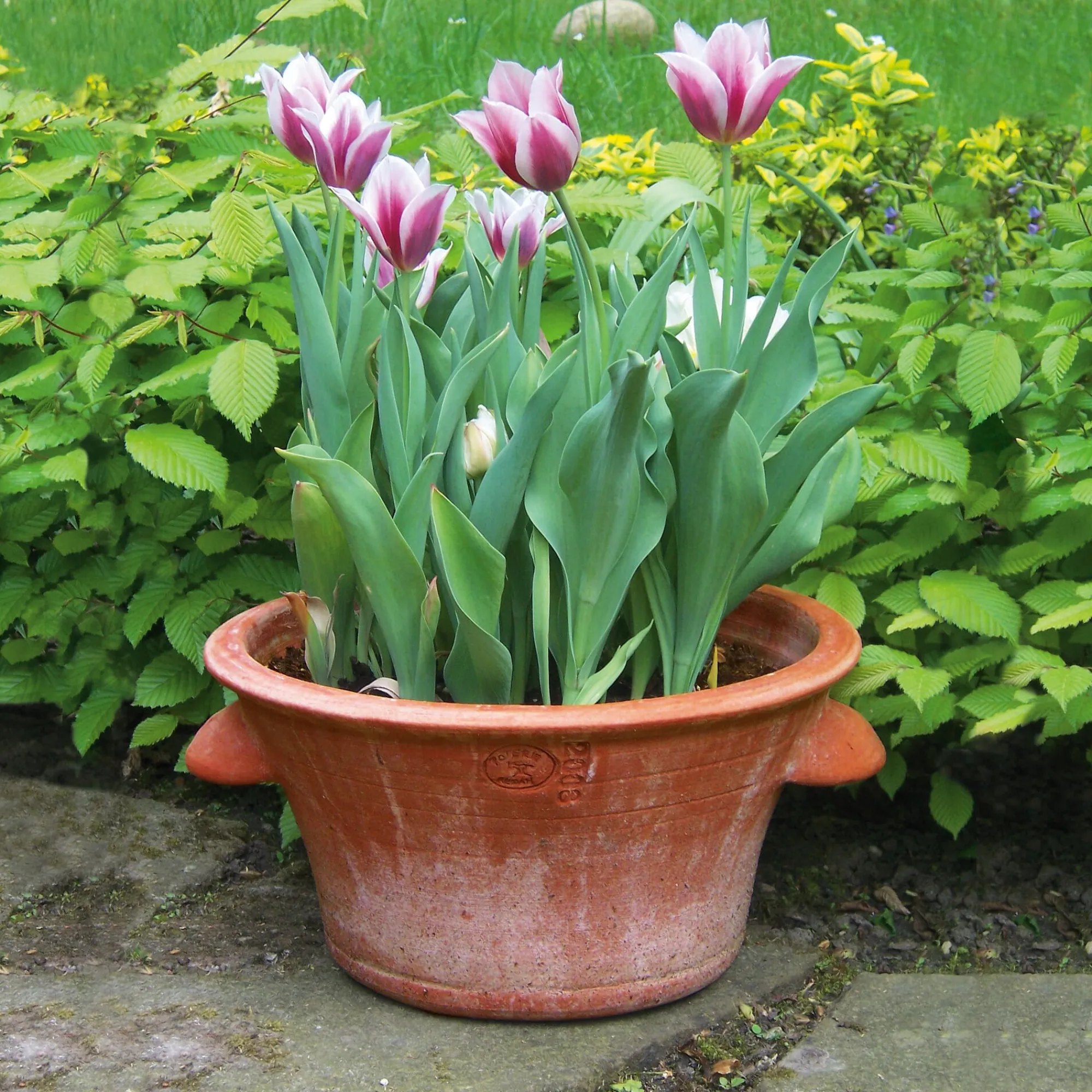 Pflanzgefäße * Manufactum Tulpentopf Terrakotta