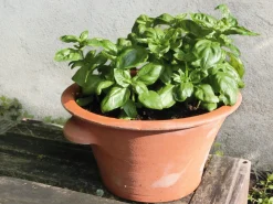 Pflanzgefäße * Manufactum Tulpentopf Terrakotta