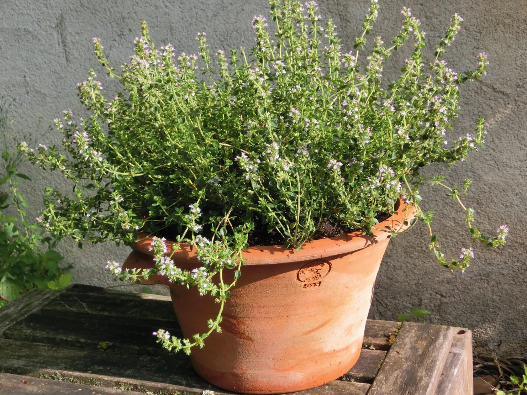 Pflanzgefäße * Manufactum Tulpentopf Terrakotta