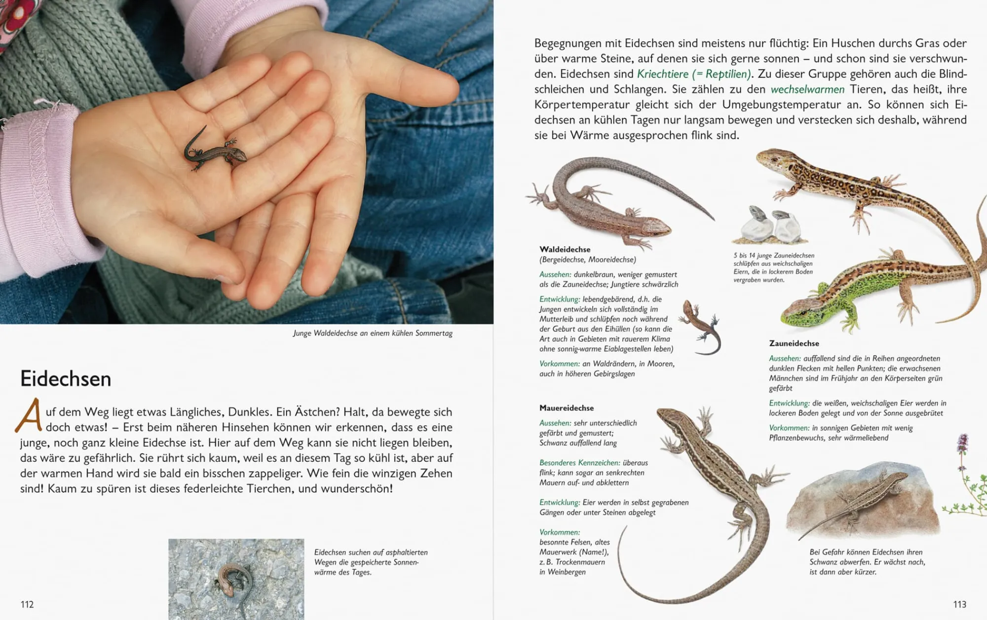 Garten & Natur|Ratgeber * Wawra Verlag Unserer Natur auf der Spur